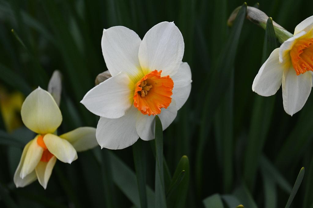 2025-04216476 Tower Hill Botanic Garden, MA.JPG - Daffodil. New England Botanic Garden at Tower Hill, MA, 4-21-2025
